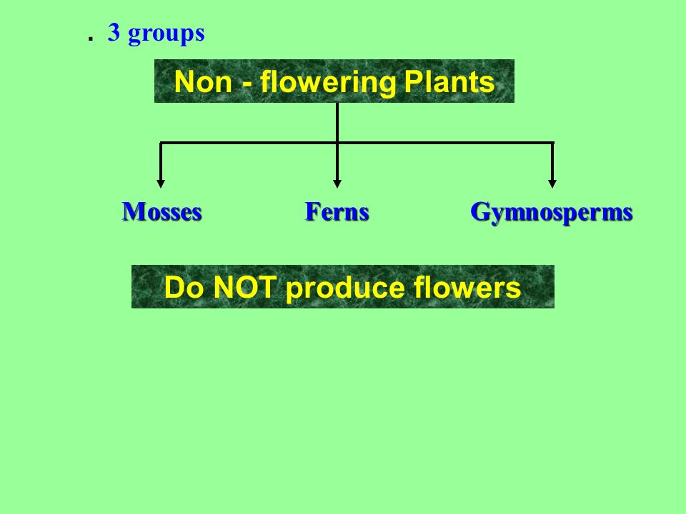 Non - flowering Plants Do NOT produce flowers