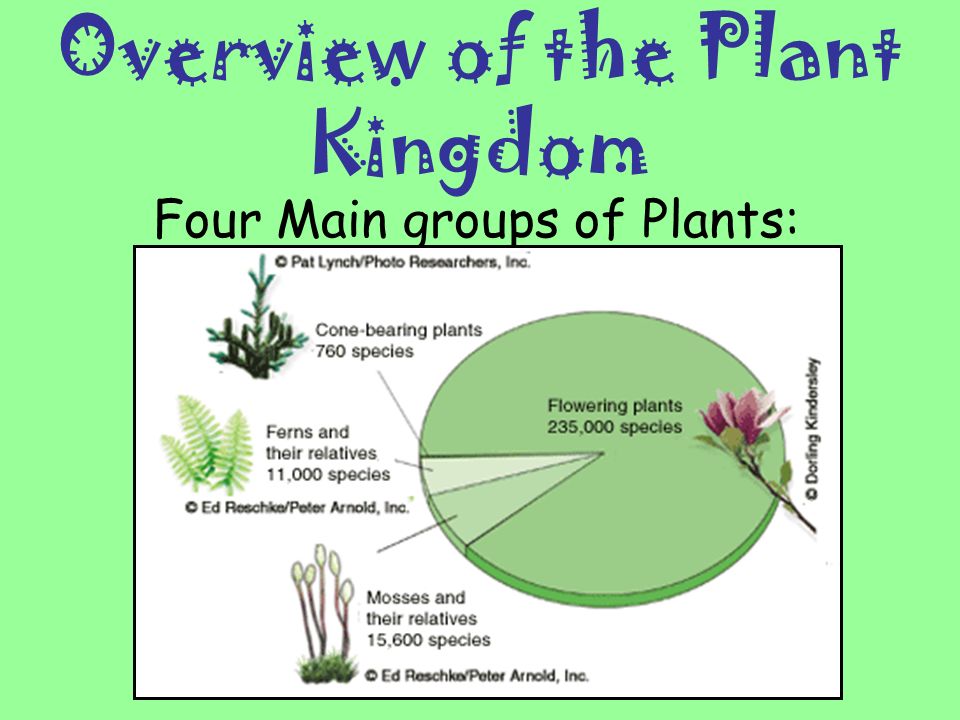 Overview of the Plant Kingdom