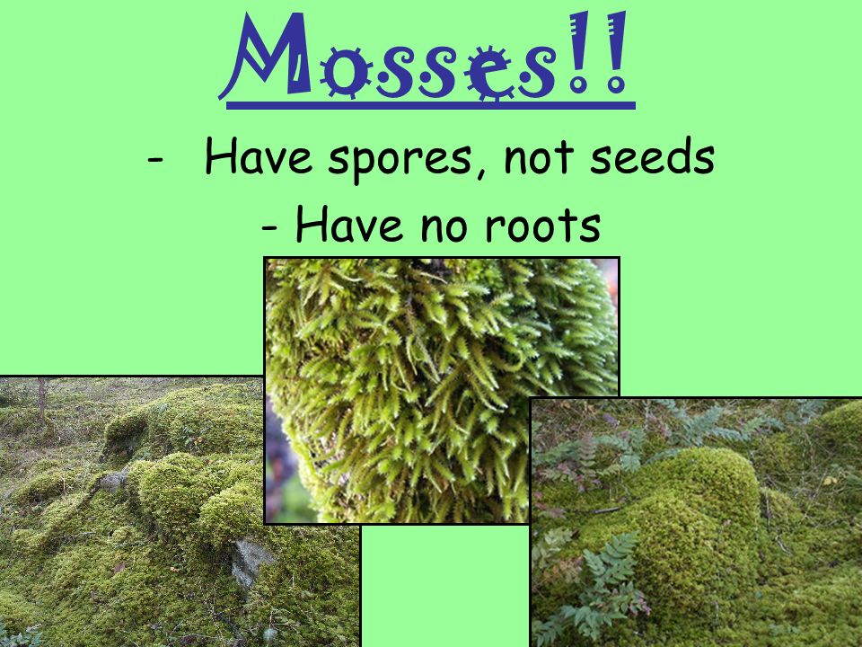 Have spores, not seeds - Have no roots