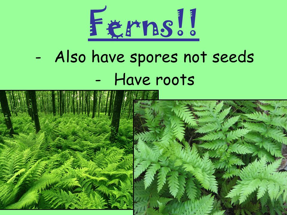 Also have spores not seeds Have roots