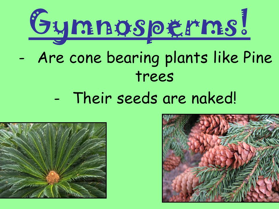 Are cone bearing plants like Pine trees Their seeds are naked!