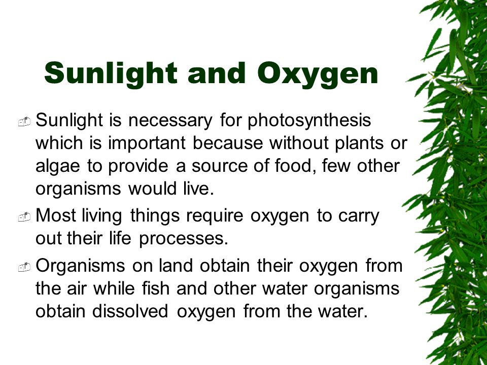 Sunlight and Oxygen
