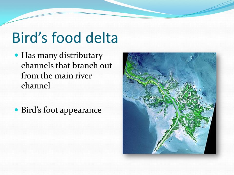 Bird’s food delta Has many distributary channels that branch out from the main river channel.