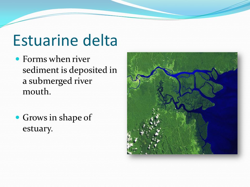 Estuarine delta Forms when river sediment is deposited in a submerged river mouth.