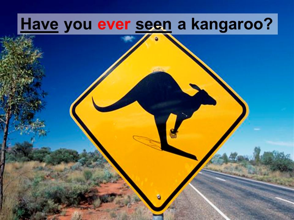 Have you ever seen a kangaroo