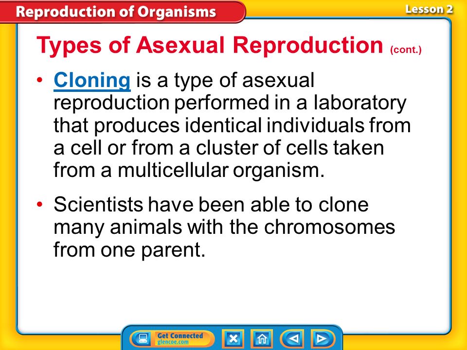 different forms of asexual reproduction