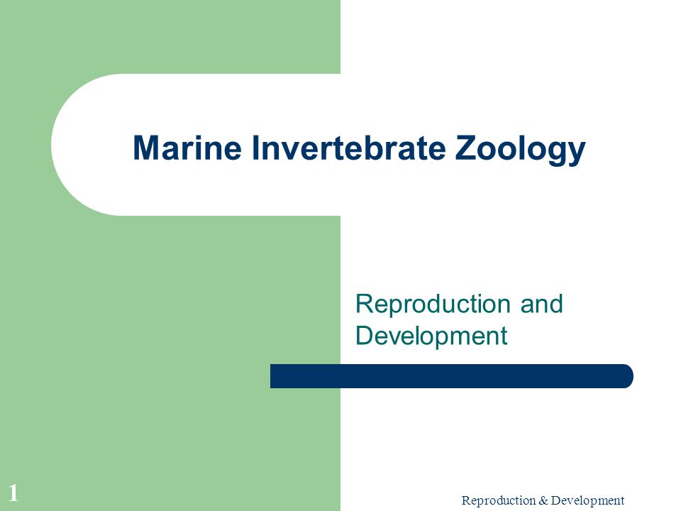 Marine Invertebrate Zoology