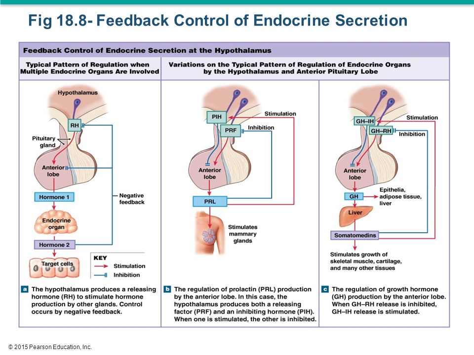 control of endocrine activity