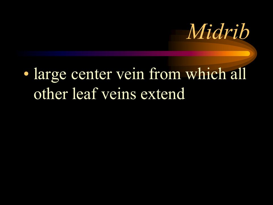 Midrib large center vein from which all other leaf veins extend