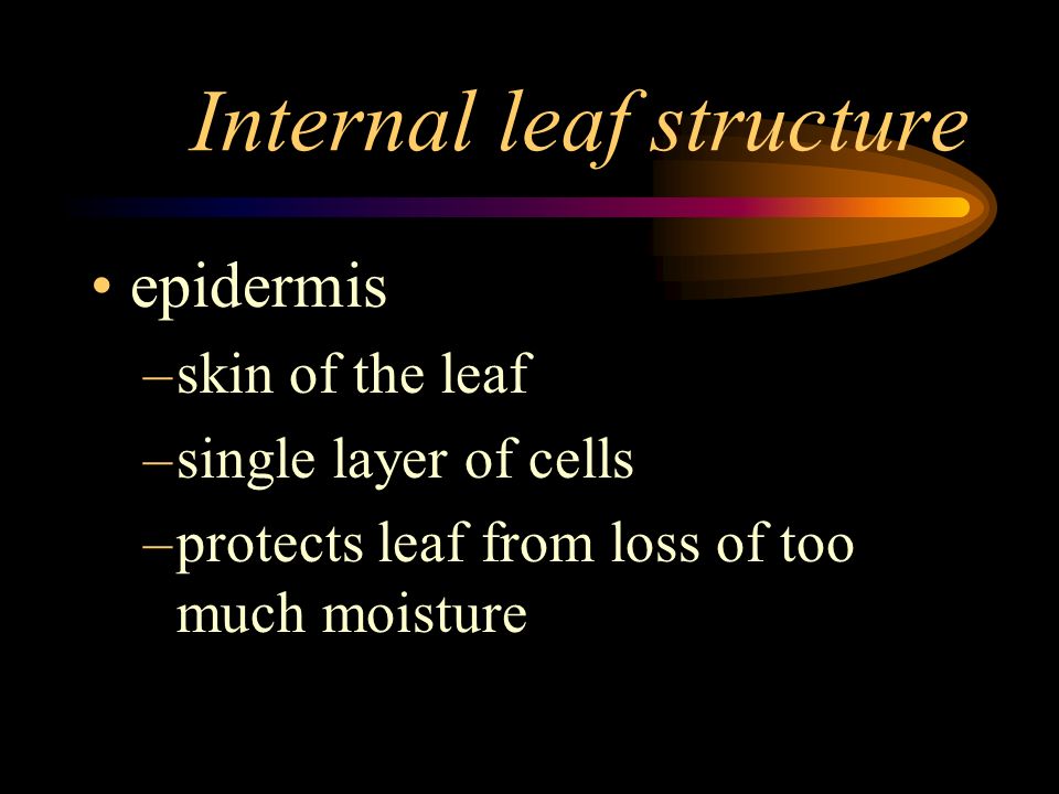 Internal leaf structure