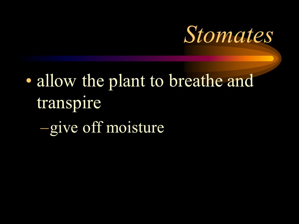 Stomates allow the plant to breathe and transpire give off moisture