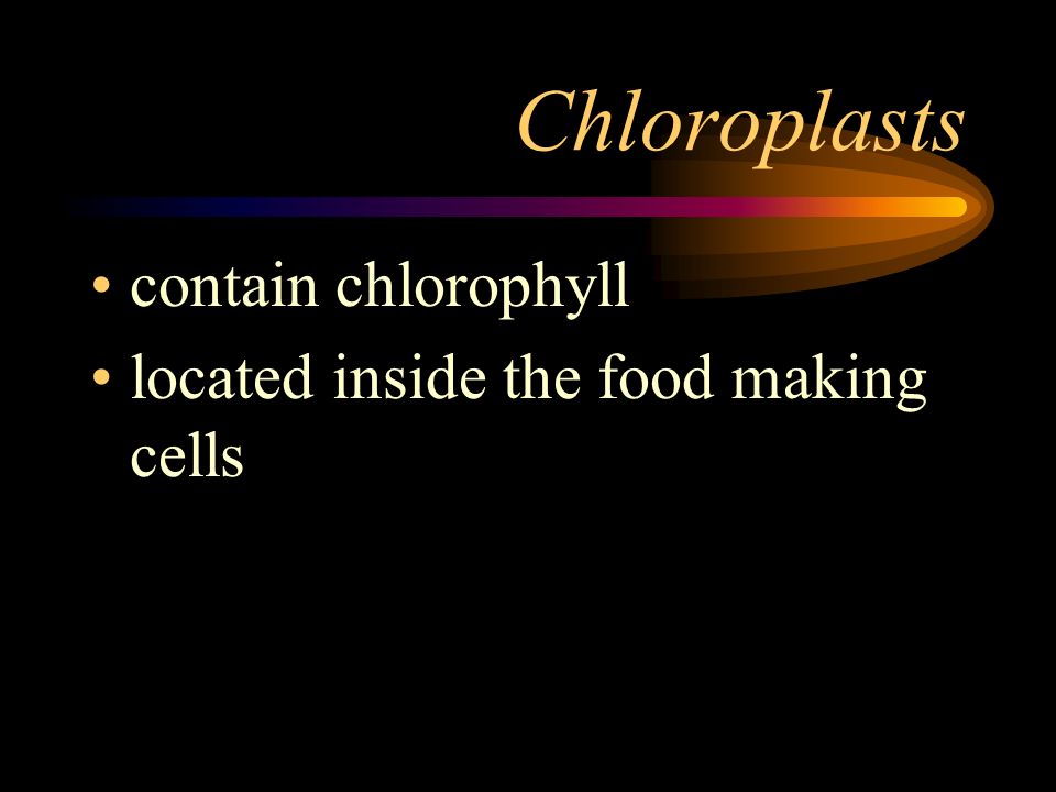 Chloroplasts contain chlorophyll located inside the food making cells