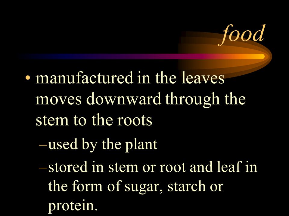 food manufactured in the leaves moves downward through the stem to the roots. used by the plant.