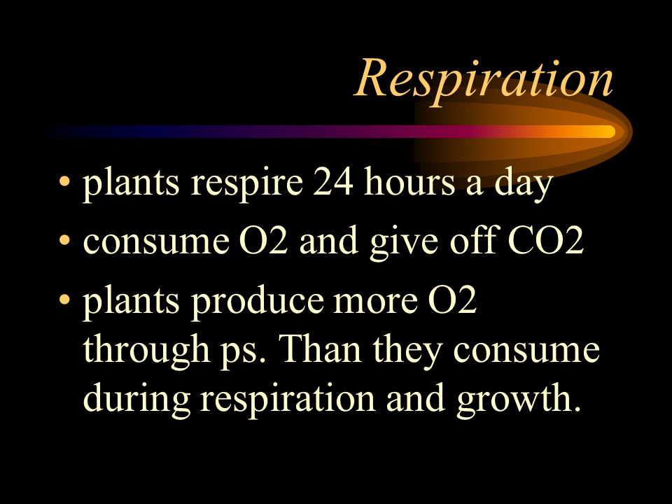 Respiration plants respire 24 hours a day consume O2 and give off CO2