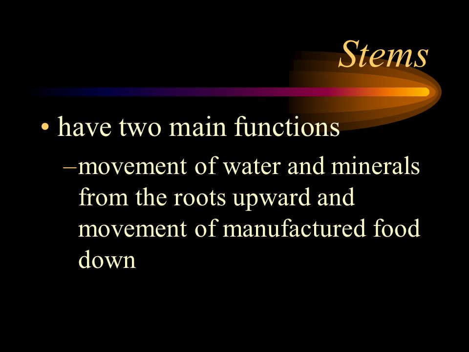 Stems have two main functions