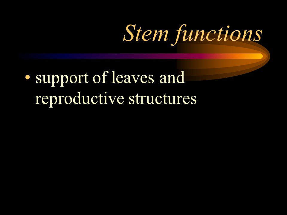 Stem functions support of leaves and reproductive structures