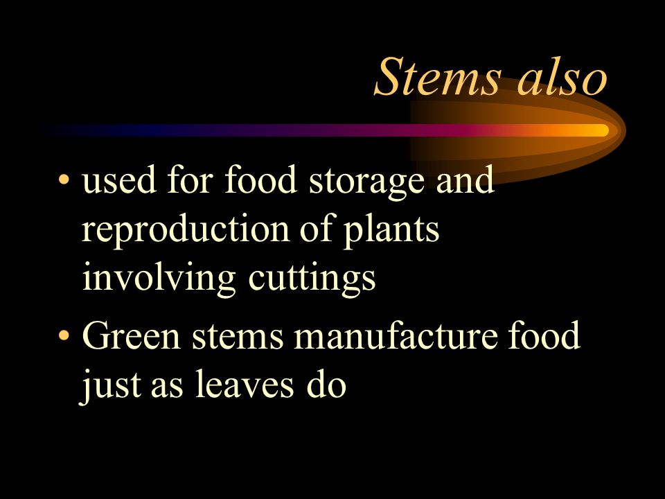 Stems also used for food storage and reproduction of plants involving cuttings.