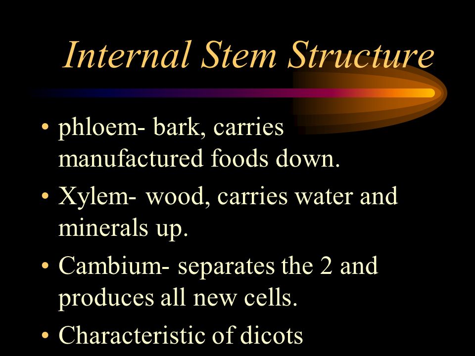 Internal Stem Structure