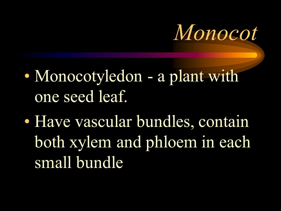Monocot Monocotyledon - a plant with one seed leaf.