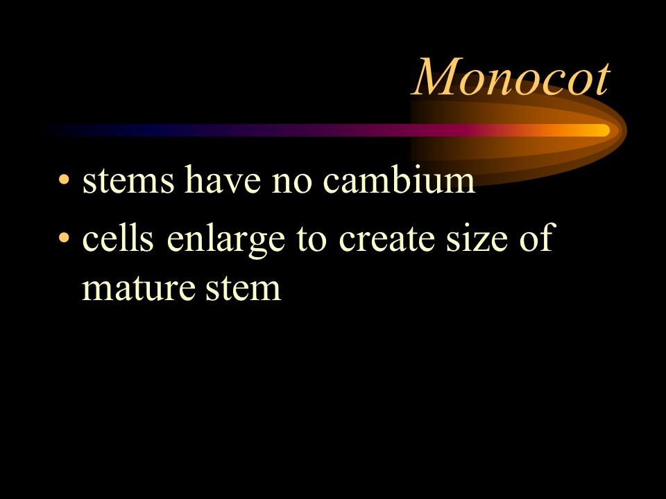 Monocot stems have no cambium
