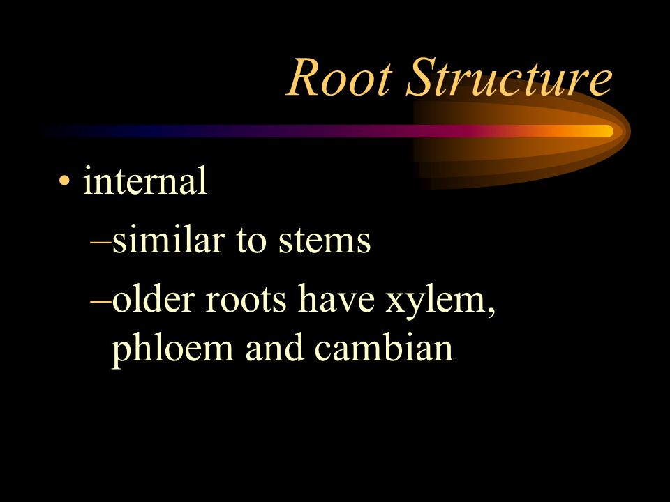 Root Structure internal similar to stems