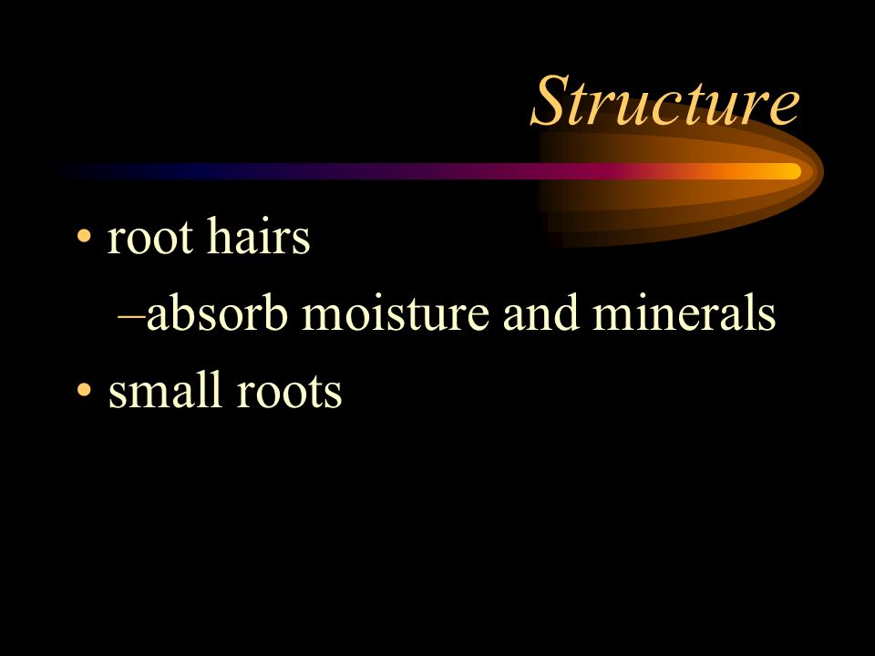Structure root hairs absorb moisture and minerals small roots