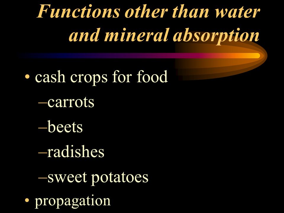 Functions other than water and mineral absorption