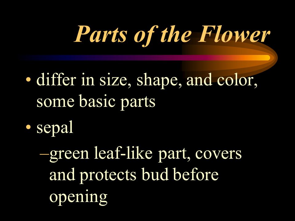 Parts of the Flower differ in size, shape, and color, some basic parts