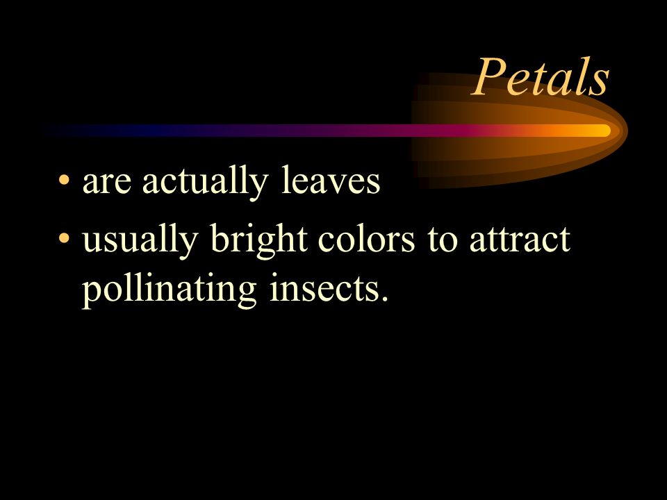Petals are actually leaves