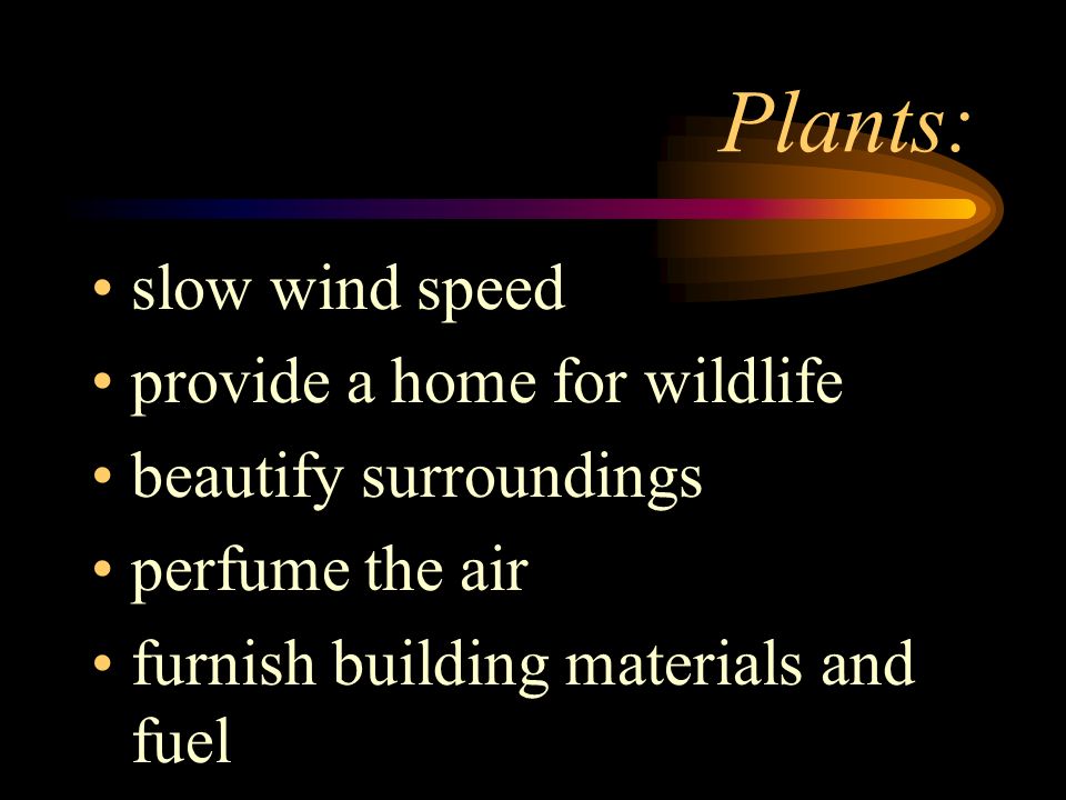 Plants: slow wind speed provide a home for wildlife