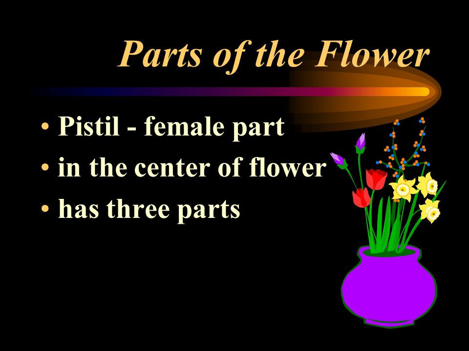 Parts of the Flower Pistil - female part in the center of flower