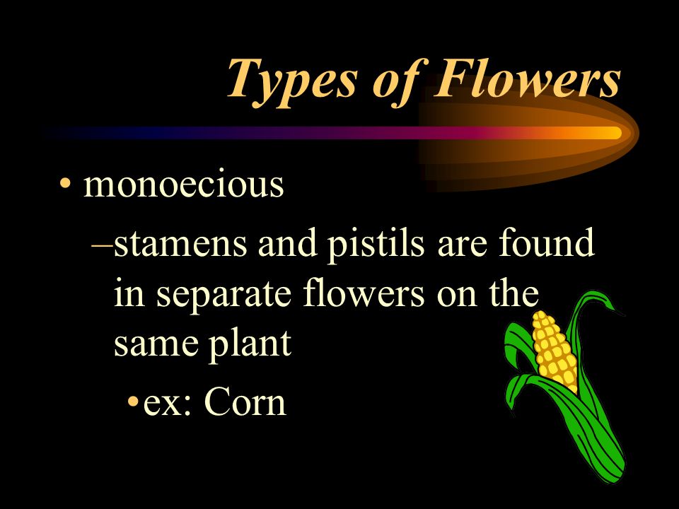 Types of Flowers monoecious