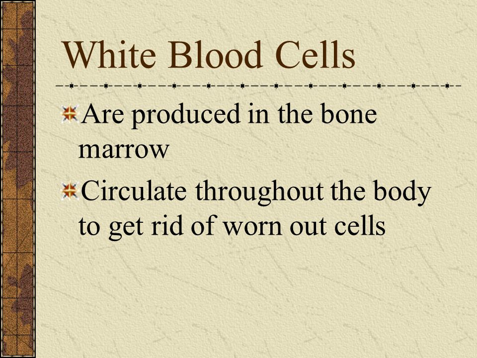 White Blood Cells Are produced in the bone marrow