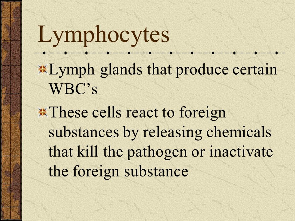 Lymphocytes Lymph glands that produce certain WBC’s