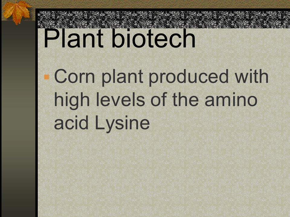 Plant biotech Corn plant produced with high levels of the amino acid Lysine