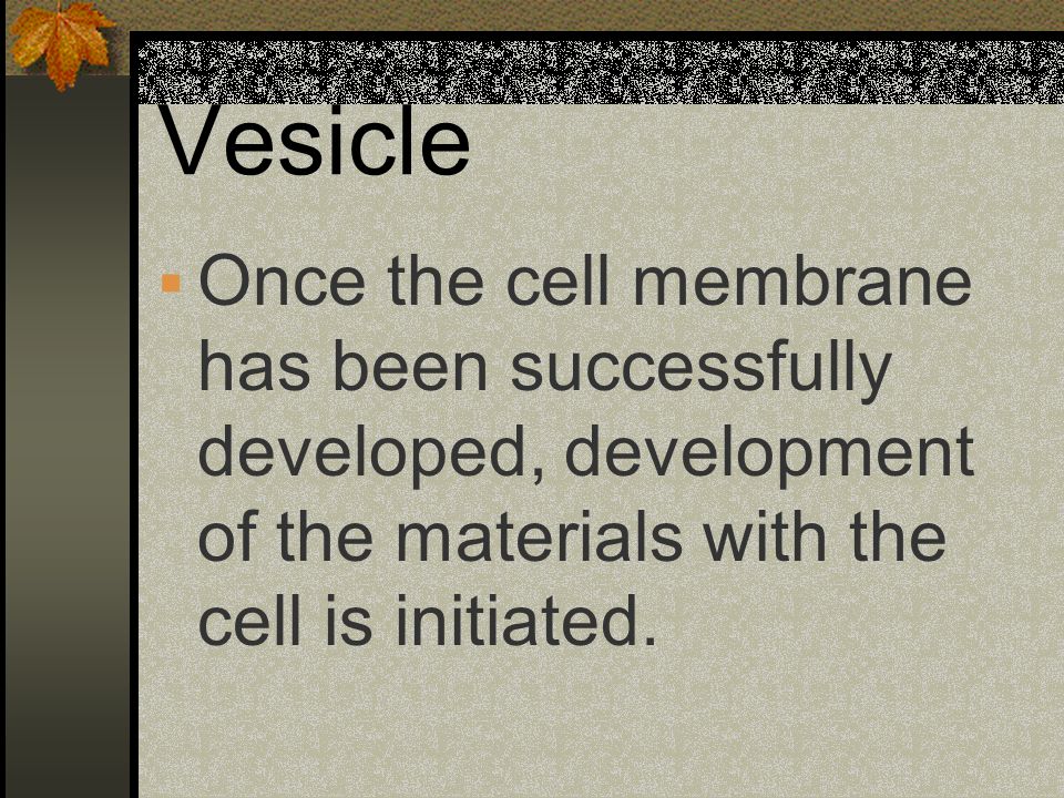 Vesicle Once the cell membrane has been successfully developed, development of the materials with the cell is initiated.