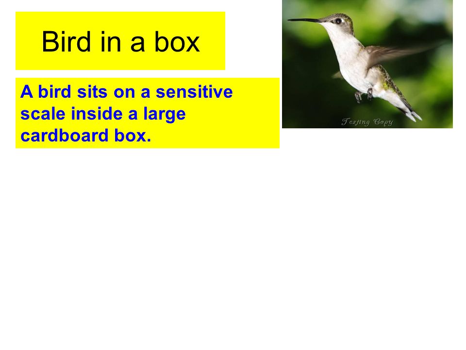 Bird in a box A bird sits on a sensitive scale inside a large cardboard box.