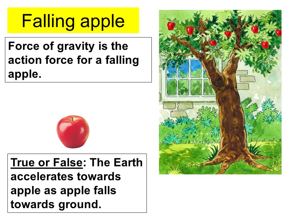 Falling apple Force of gravity is the action force for a falling apple.