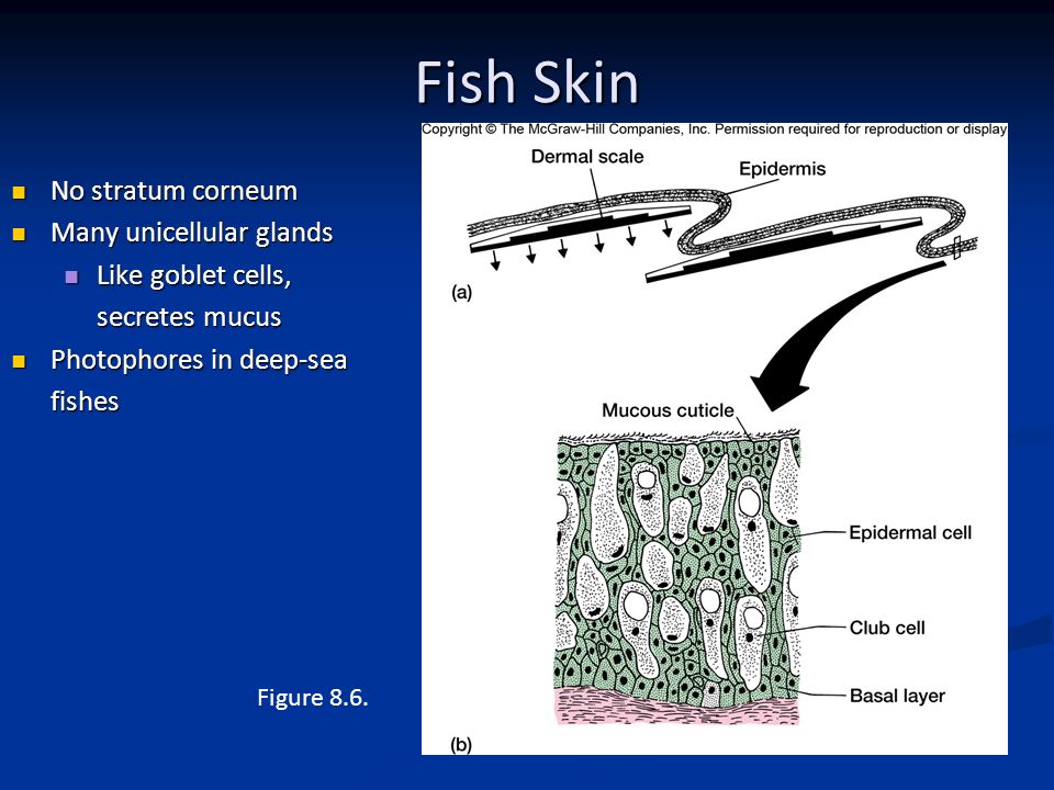 Comparative Anatomy Integument Ppt Download