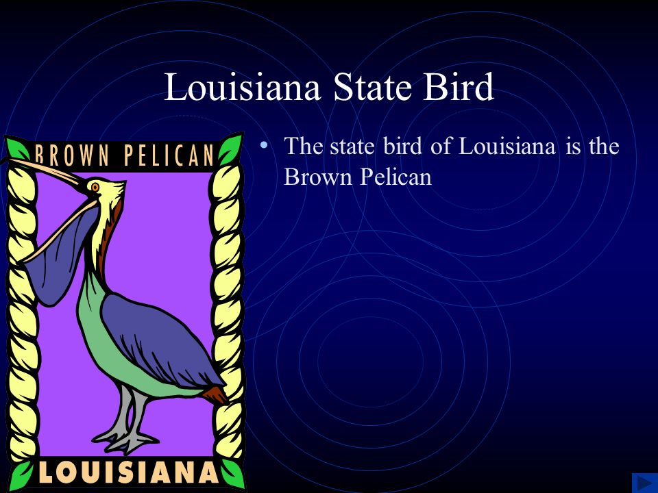 Louisiana State Bird The state bird of Louisiana is the Brown Pelican