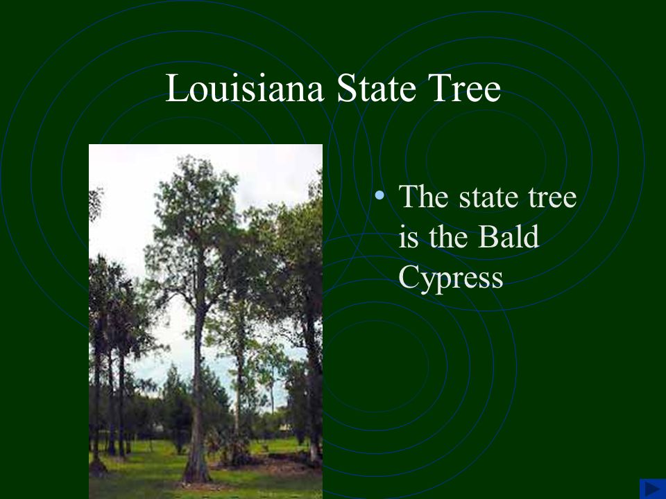 Louisiana State Tree The state tree is the Bald Cypress
