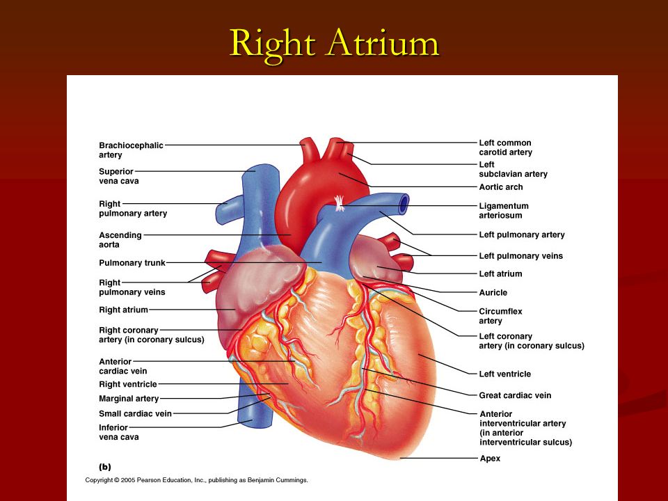 Характеристика правого предсердия. Правое предсердие сердца. Atrium сердце. Right ventricle. Правое предсердие анатомия.