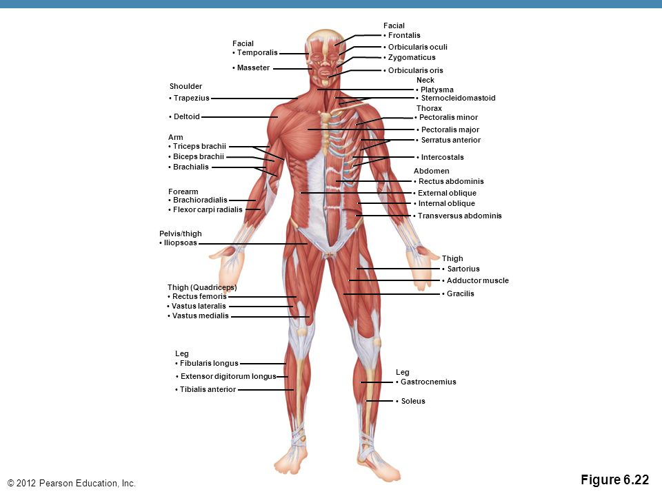 6 The Muscular System. - ppt video online download