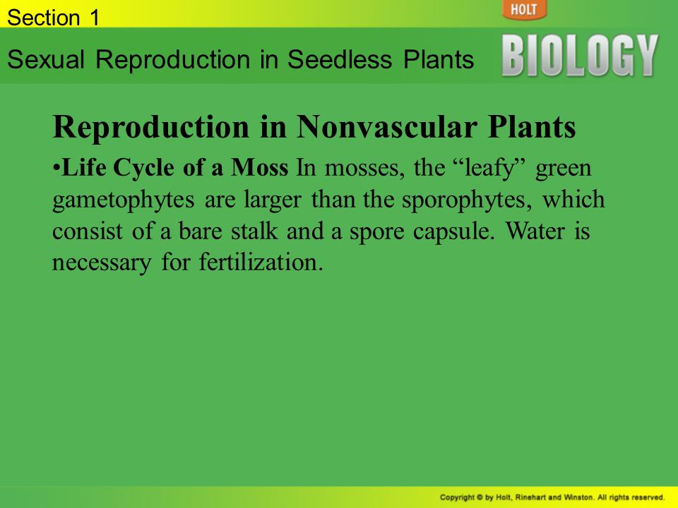 Reproduction in Nonvascular Plants