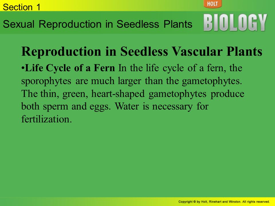 Reproduction in Seedless Vascular Plants