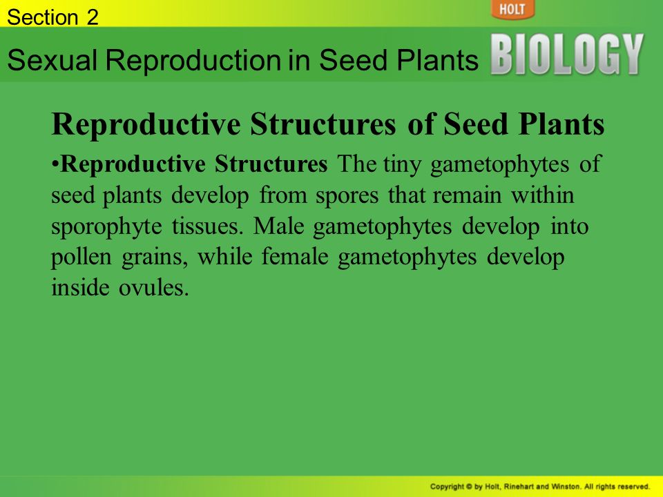 Reproductive Structures of Seed Plants