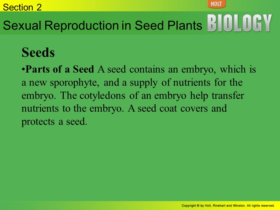 Seeds Sexual Reproduction in Seed Plants