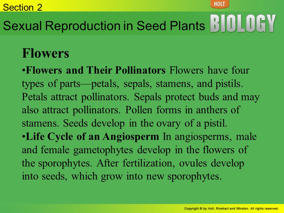 Flowers Sexual Reproduction in Seed Plants
