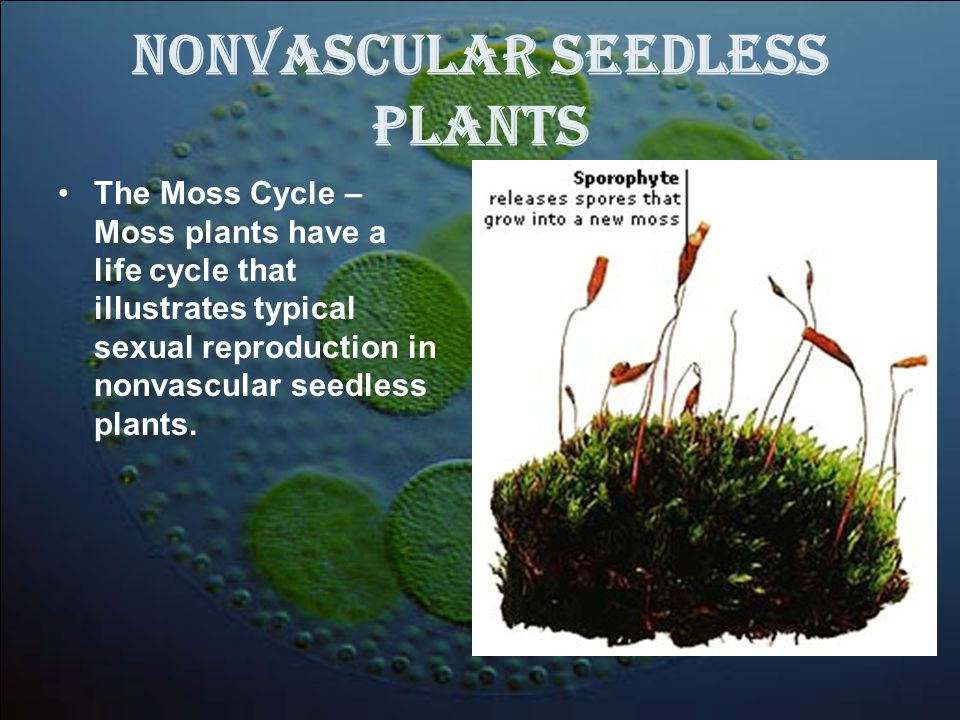 Nonvascular Seedless Plants
