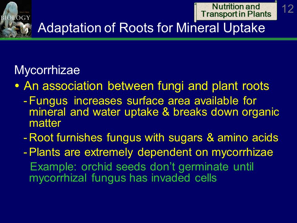 Adaptation of Roots for Mineral Uptake